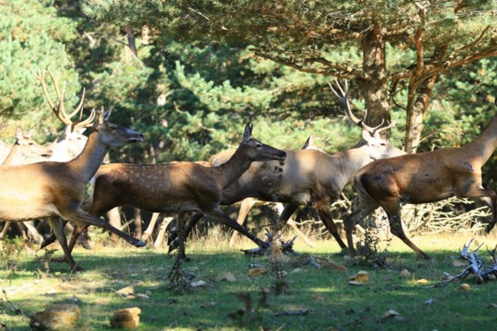Samsun'da Kızıl Geyiklerin dünyasından tablo gibi fotoğraflar