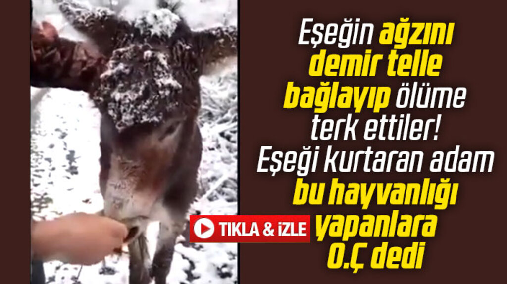 Samsun'da ağzı demir telle bağlanan eşeğin videosu tepkilere neden oldu