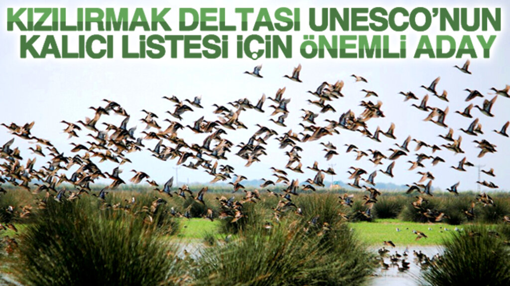 Kızılırmak Deltası Kuş Cenneti UNESCO'nun dünya mirası kalıcı listesi için önemli aday