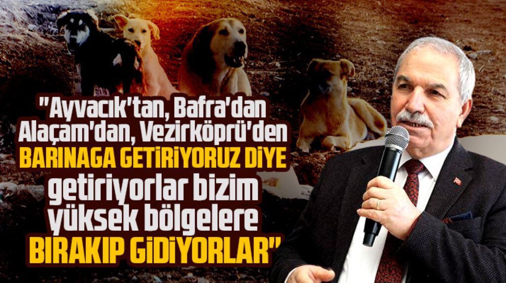 Necattin Demirtaş'tan sokak hayvanları açıklaması! Getirip bırakıp gidiyorlar