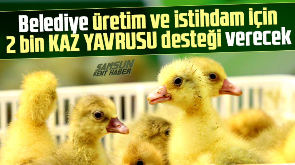 Samsun'da Çarşamba Belediyesi 2 bin kaz yavrusu desteği verecek