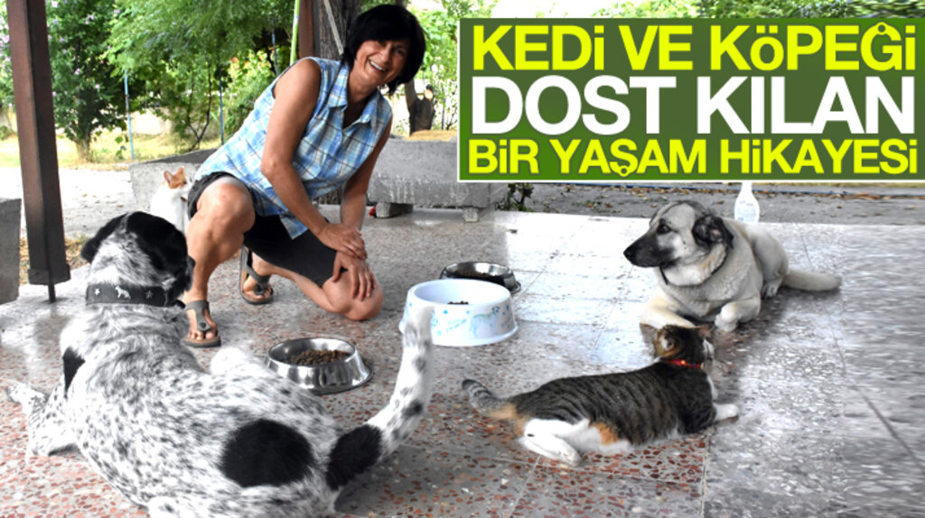 Samsun'da emekli öğretmen Nilgün Önder 35 tane kedi ve köpeğe bakıyor
