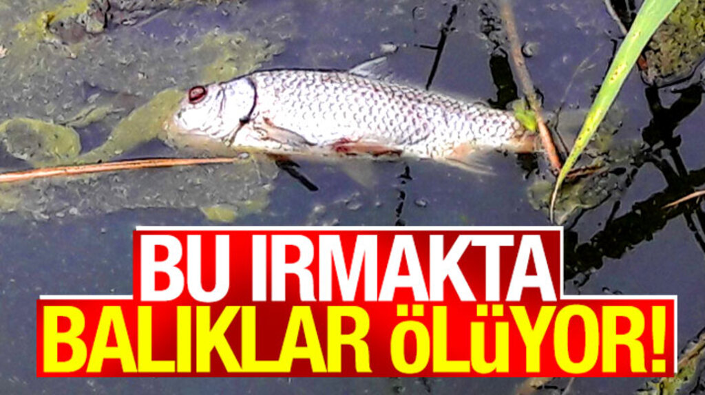 Samsun'un 19 Mayıs ilçesinde bu ırmakta toplu balık ölümleri yaşanıyor