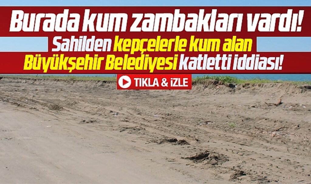 Samsun Büyükşehir kepçelerle kum aldığı sahilde kum zambaklarını yok etti!