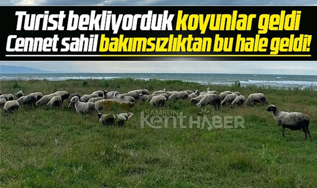 Samsun'un Alaçam ilçesinde turistik Geyikkoşan Sahilinde koyunlar otluyor