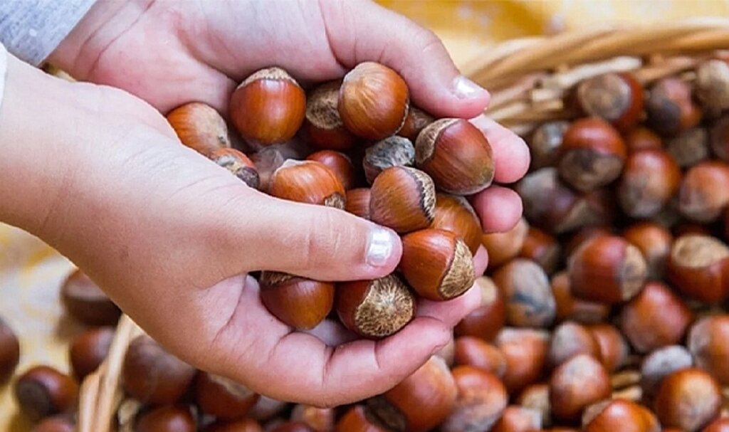 Fındık alım fiyatları 14 Eylül Perşembe ne kadar oldu? İl İl güncel fındık fiyatları