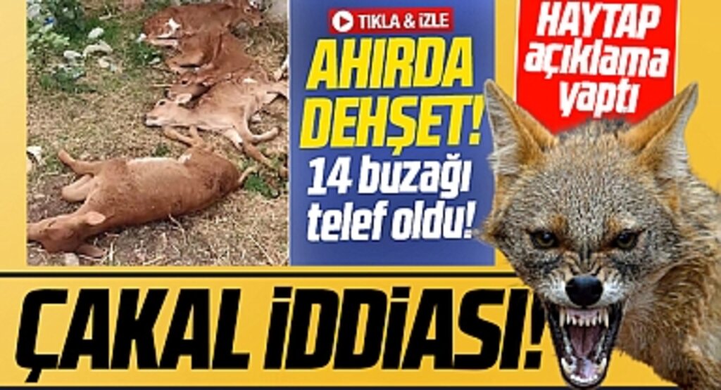 Samsun'da 11 buzağının telef olması olayında çakal iddiası gündeme geldi