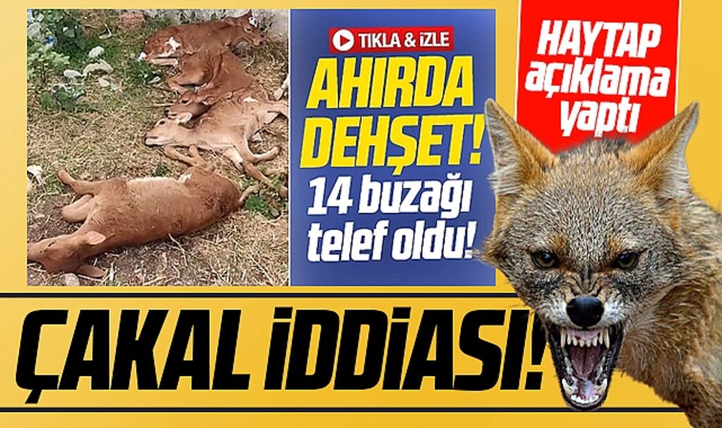 Samsun'da 11 buzağının telef olması olayında çakal iddiası gündeme geldi