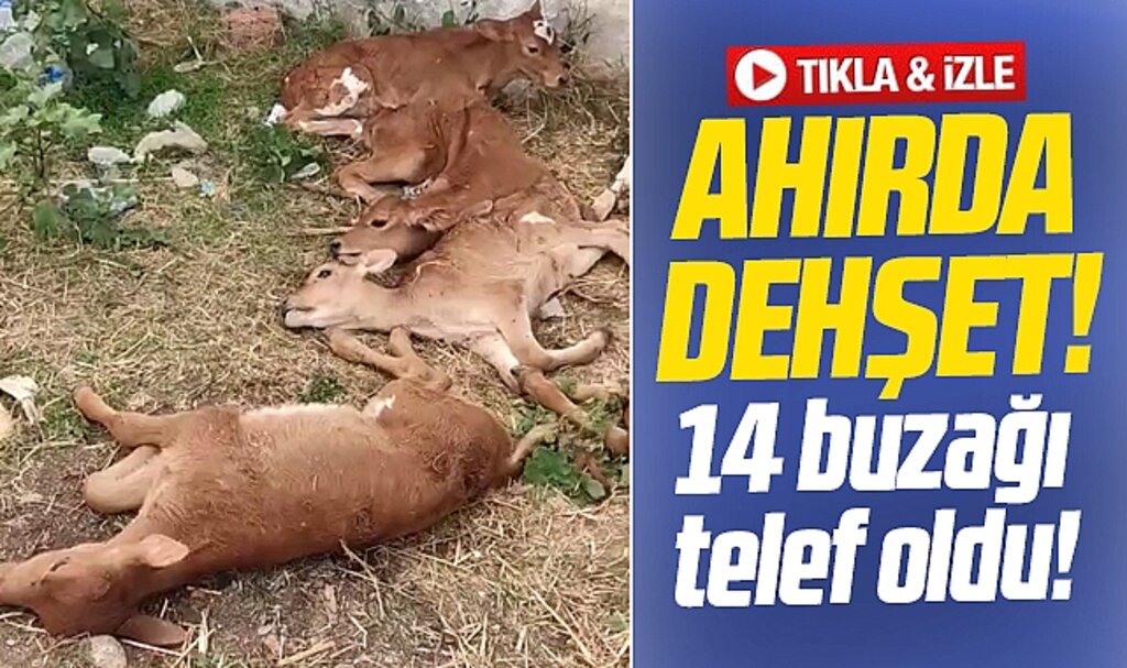 Samsun'un Bafra ilçesinde ahırda dehşet! 11 buzağı telef oldu