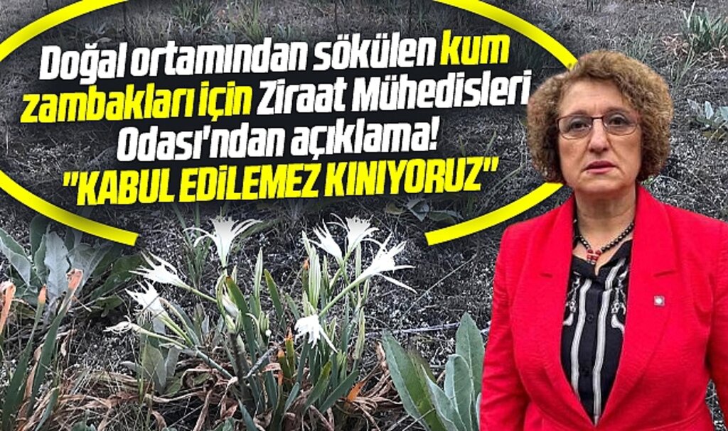 Samsun Terme'de sökülen kum zambakları için Ziraat Mühendisleri Odası'ndan açıklama!