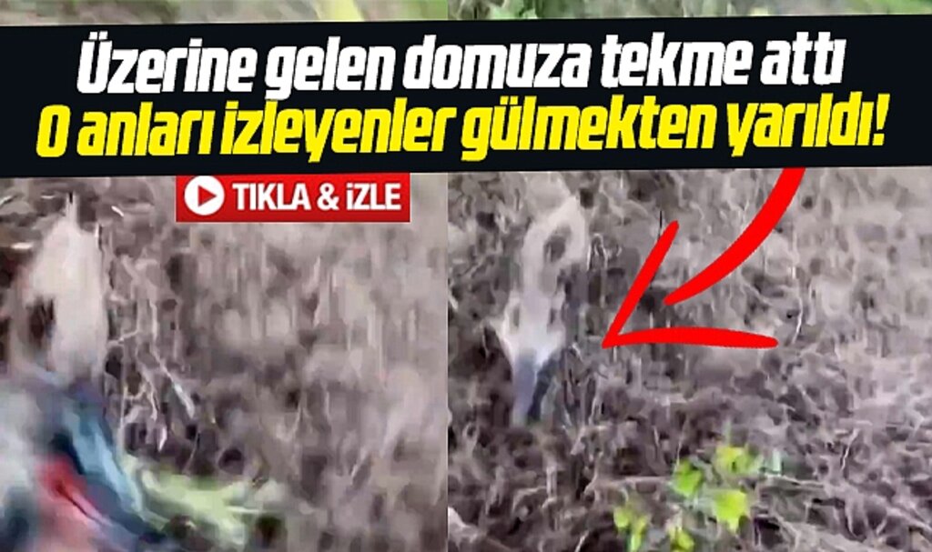 Samsun'da domuz avında yaşananlar izleyenleri güldürdü! Domuza tekme attı