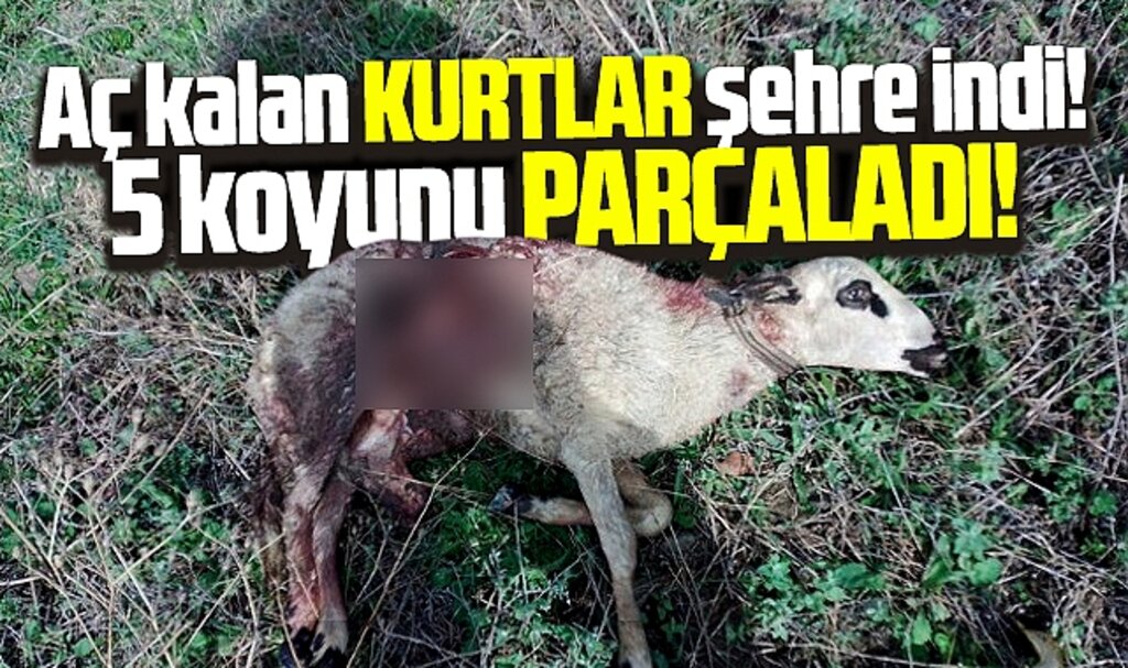 Samsun Atakum'da Kamalı'ya inen kurtlar 5 koyunu parçaladı