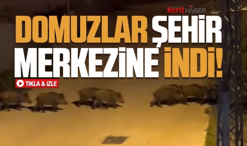 Samsun'da domuz sürüsü şehir merkezine indi! 