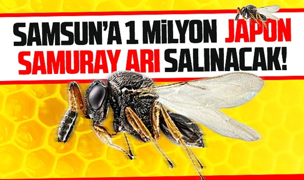 Samsun'da kahverengi kokarcaya karşı 1 milyon japon samuray arı doğaya salınacak