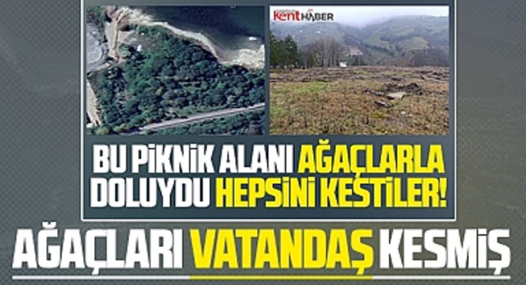 Samsun'un Avyacık ilçesinde ağaçların kesilmesi ile ilgili detay belli oldu