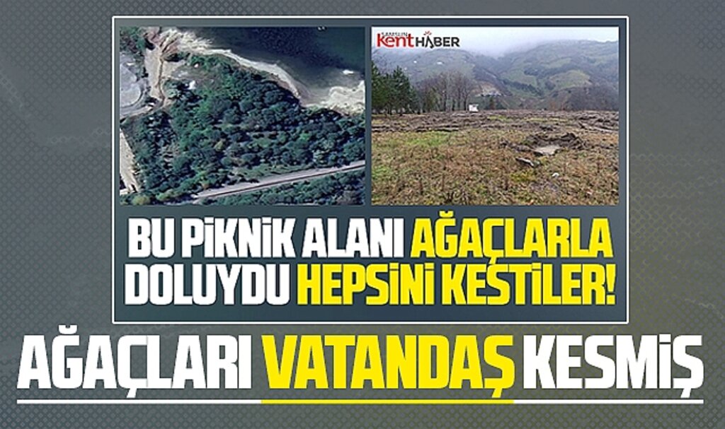 Samsun'un Avyacık ilçesinde ağaçların kesilmesi ile ilgili detay belli oldu