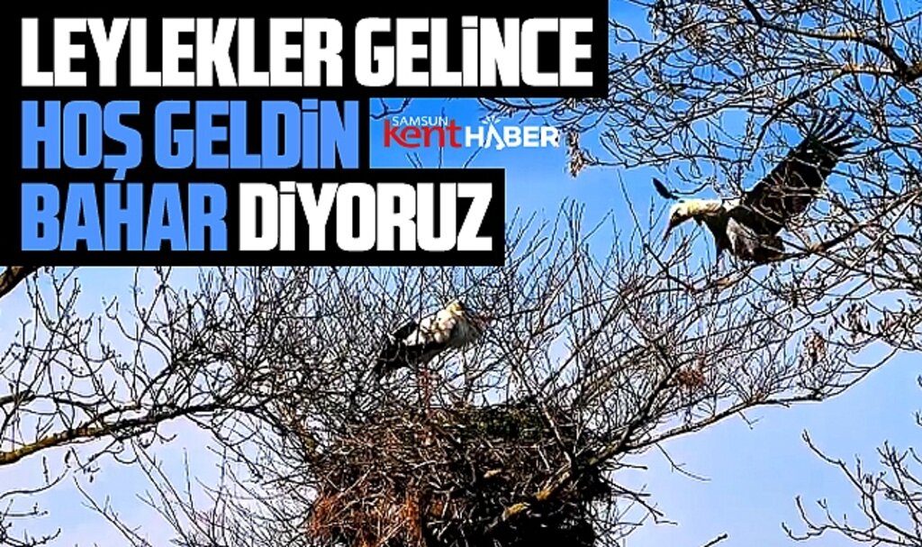 Samsun'da deltaya leylekler geldi! Bahar geldi