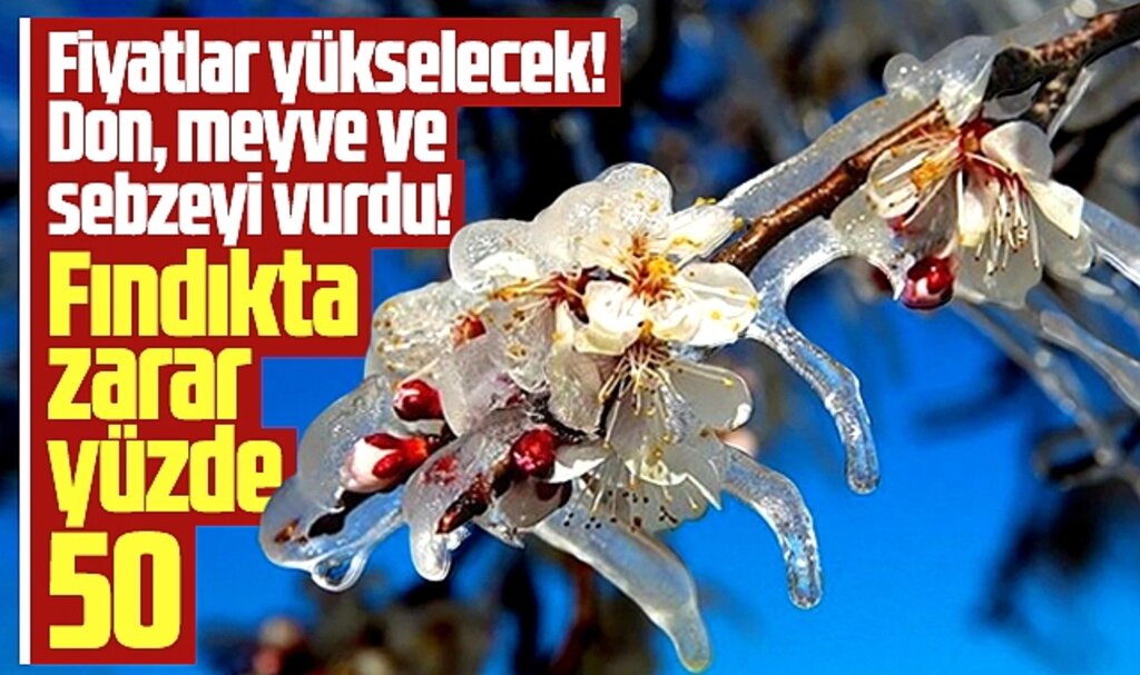 ZMO Samsun Şubesi açıkladı! Zirai don felaketi yaşanıyor fiyatlar yükselecek