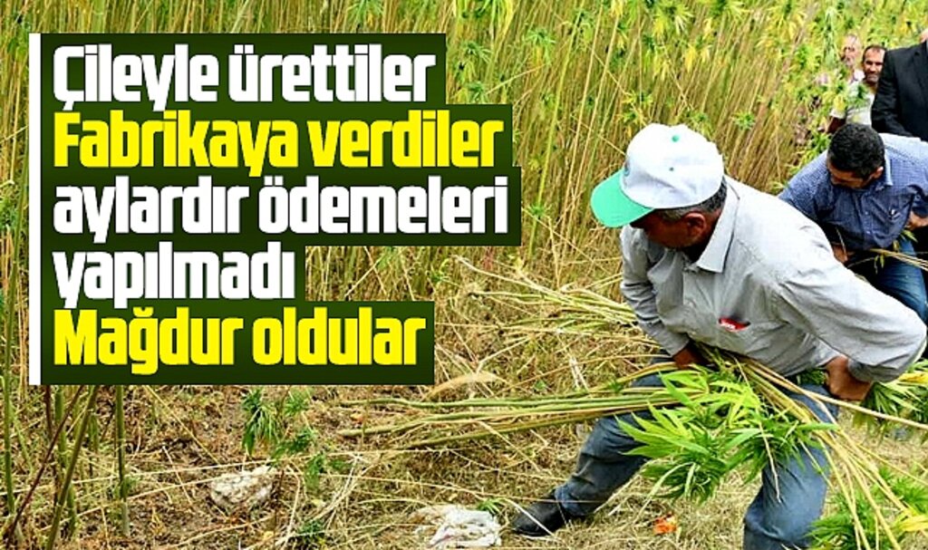 Samsun Vezirköprü'de kenevir üreticileri, ödeme alamadı mağdur oldu