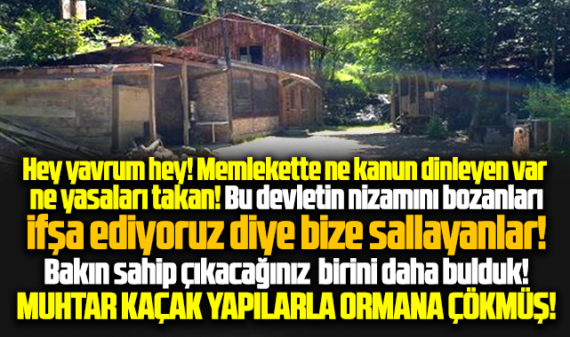 Samsun'da bir şok daha! Muhtar kaçak yapılarla ormana çökmüş!
