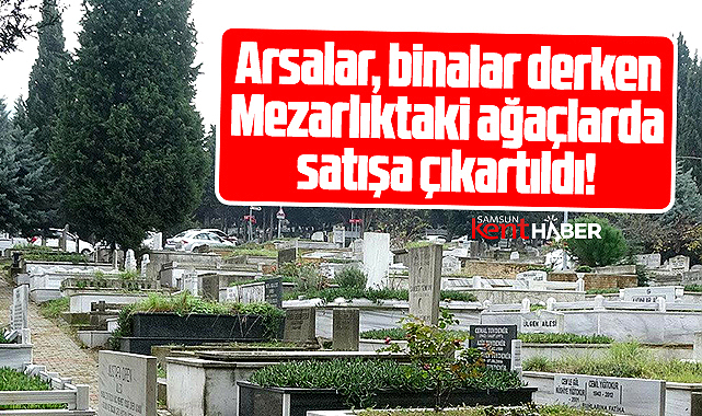 Samsun'da belediye mezarlıktaki ağaçları da ihale ile satıyor! 