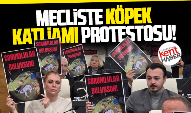 Samsun'da 9 sokak köpeğinin katledilmesi meclis toplantısında protesto edildi