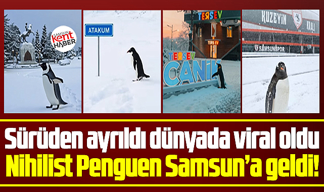 Nihilist penguen Samsun'a geldi! Samsun'da penguen videoları paylaşıldı
