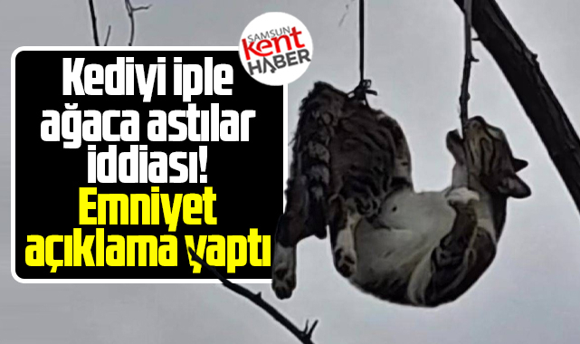 Samsun'da kediyi iple ağaca astılar iddiası! Emniyet açıklama yaptı