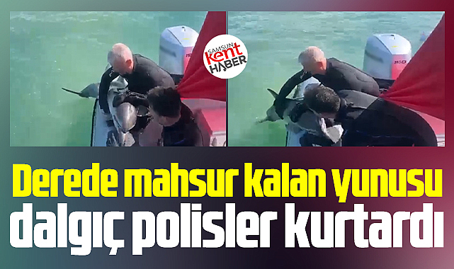 Samsun'da Kürtün deresinde mahsur kalan yunusu dalgıç polisler kurtardı