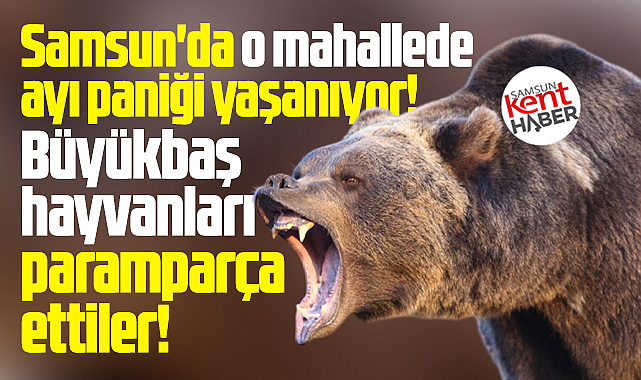 Samsun'da o mahallede ayı saldırısı! Paramparça ettiler!
