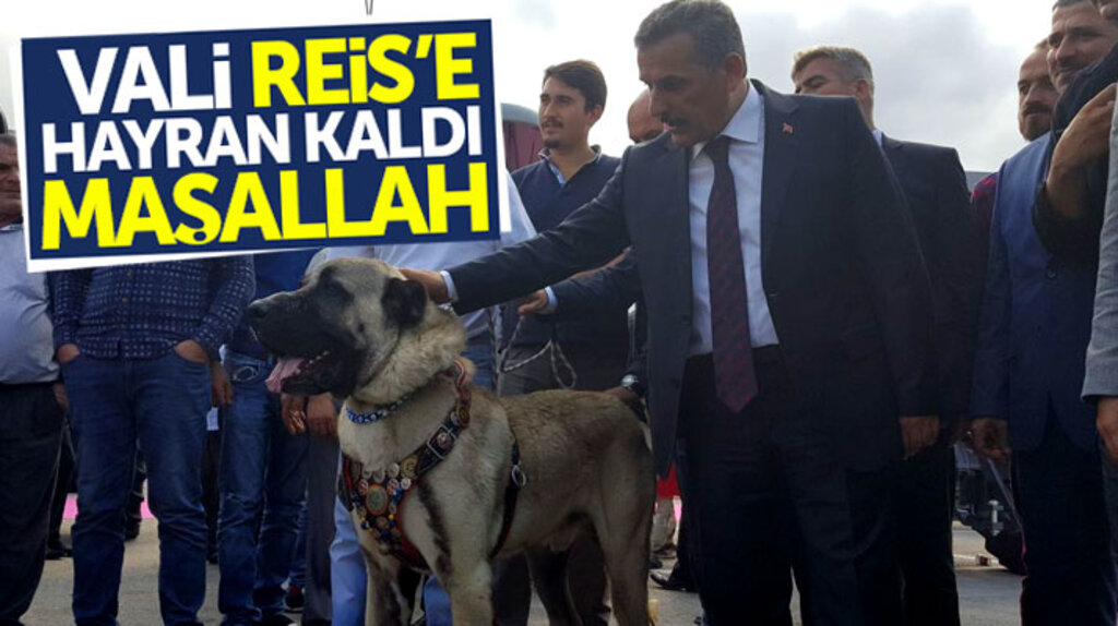 Samsun Valisi Osman Kaymak, Reis isimli Anadolu Çoban Köpeğine hayran kaldı