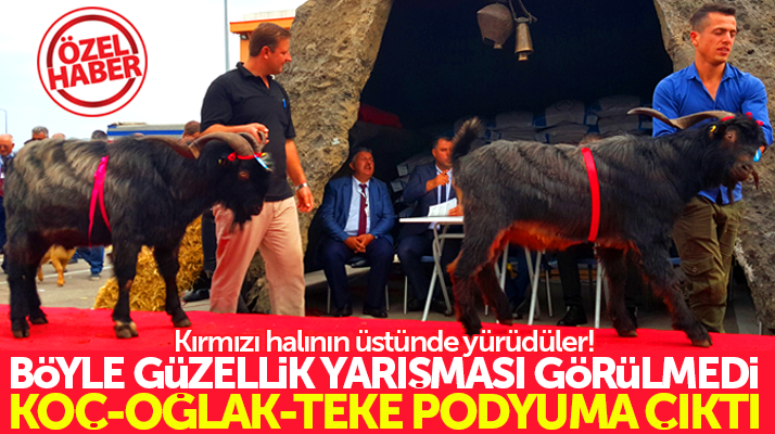 Samsun'da oğlak, teke, koç ve kuzular için güzellik yarışması düzenlendi