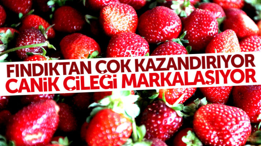 Samsun'da Canik Çileği fındıktan çok kazandırıyor: Canik Çileği markalaşıyor