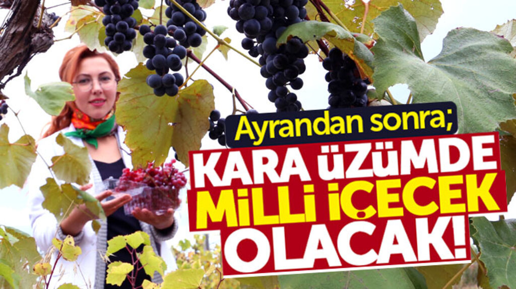 Samsun'da kara üzümden milli içecek üretimi ile ilgili çalışma başlatıldı