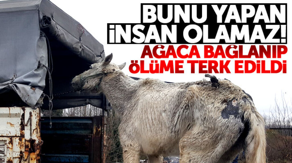 Samsun Çarşamba'da bir atı ağaca bağlayıp ölüme terk ettiler!