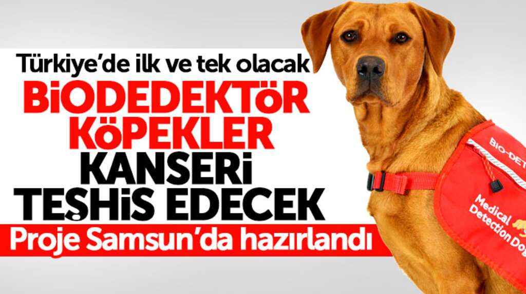 Samsun'da biodedektör köpekler kanseri erken teşhis edecek