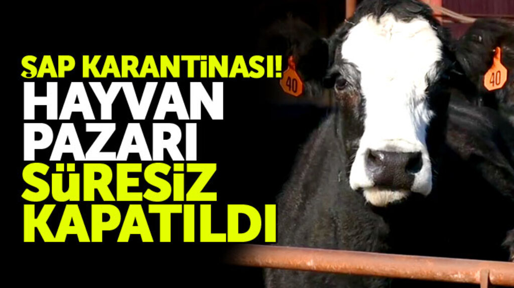 Samsun'un Havza ilçesinde canlı hayvan pazarına şap karantinası!