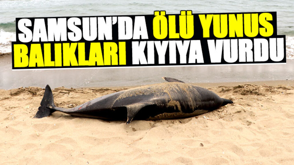 Samsun'un Atakum ilçesi sahilinde ölü iki yunus balığı kıyıya vurdu