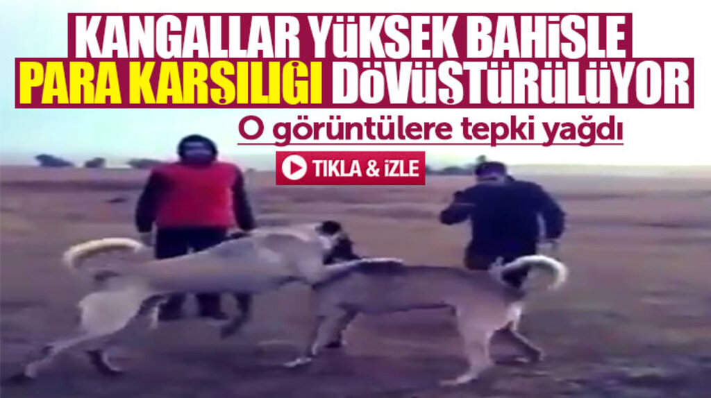 Samsun'da kangal köpeklerini dövüştürüp parayla bahis oynatıyorlar iddiası