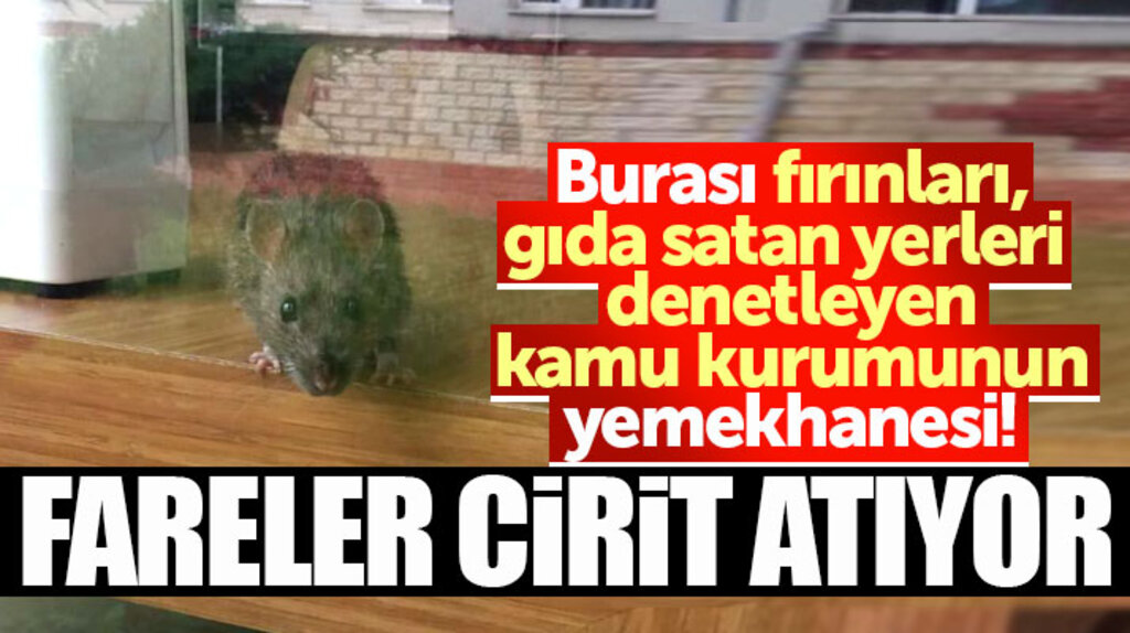Samsun İl Gıda Tarım ve Hayvancılık Müdürlüğü yemekhanesini fareler bastı