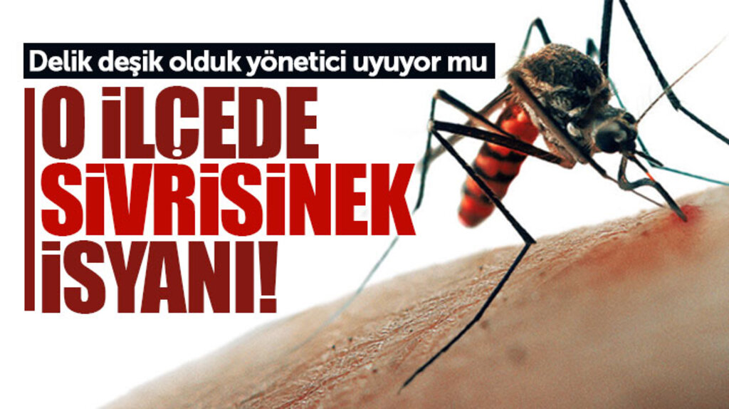 Samsun'un Atakum ilçesinde sivrisinek isyanı!