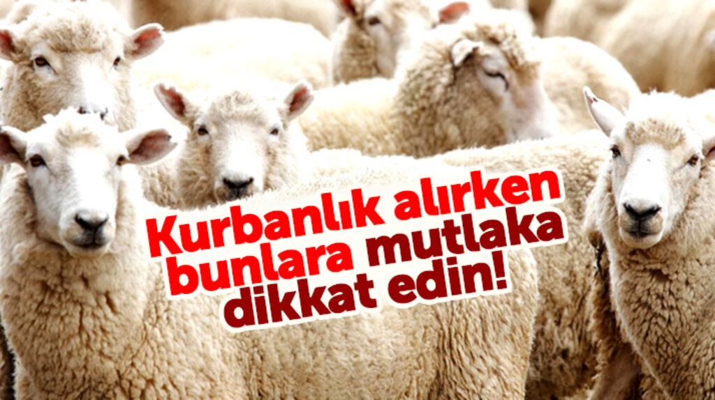 Kurban Bayramında kurbanlık hayvan alırken bunlara mutlaka dikkat edin!