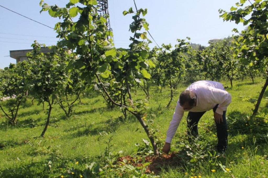 Fındık üreticilerinden verimi arttırmaları istendi
