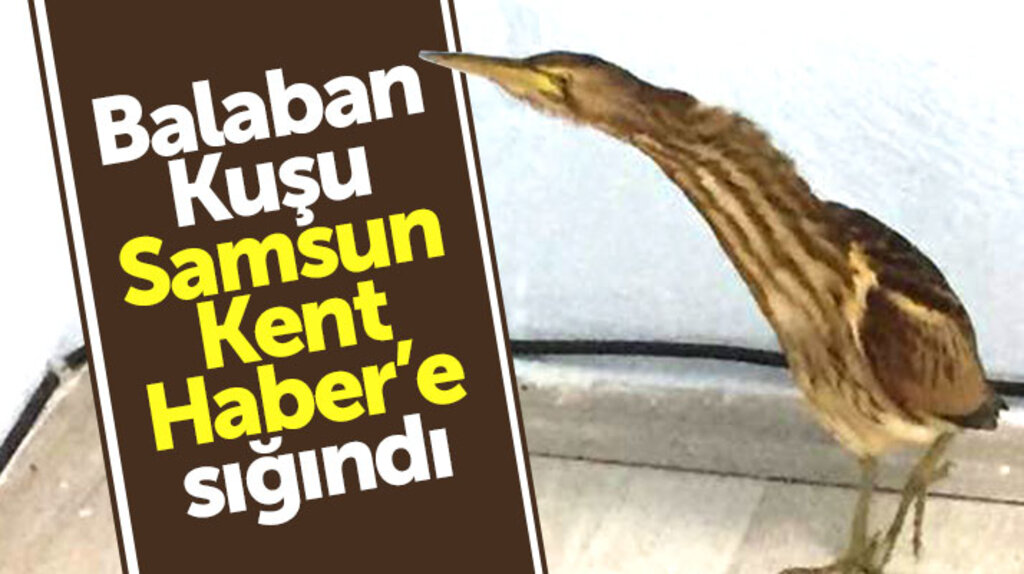 Balaban Kuşu SamsunKentHaber'e sığındı