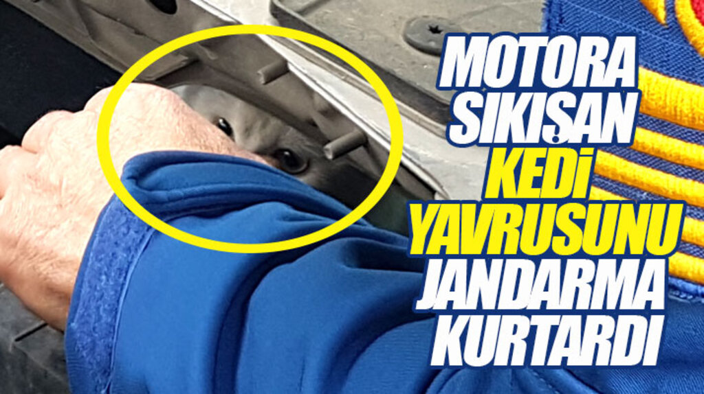 Samsun'da polis aracının motor kısmına sıkışan kedi yavrusu kurtarıldı