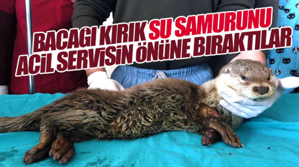 Samsun'da acil servisin önüne bırakılan yaralı su samuru tedavi ediliyor