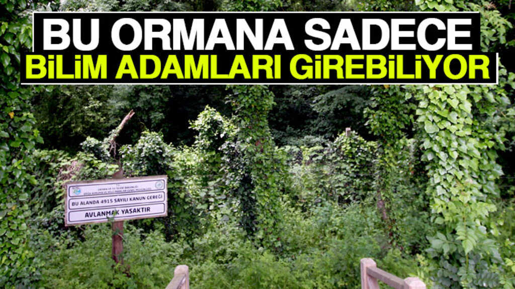 Samsun Çarşamba'da bulunan bu ormana sadece bilim adamları girebiliyor