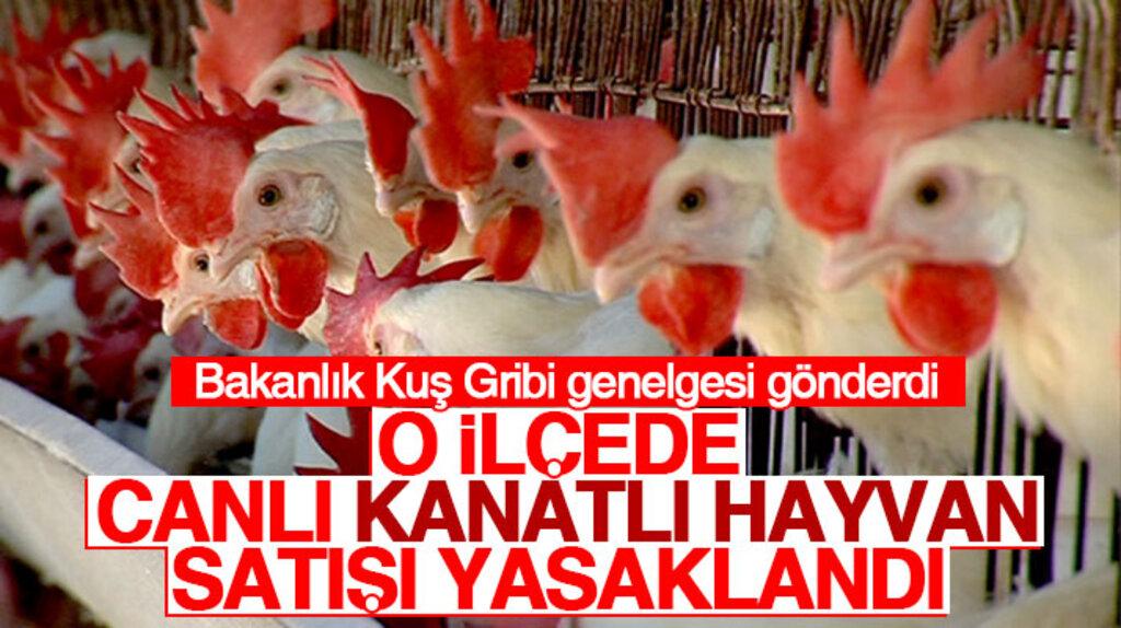 Samsun'un Bafra ilçesinde canlı kanatlı hayvan satışı yasaklandı