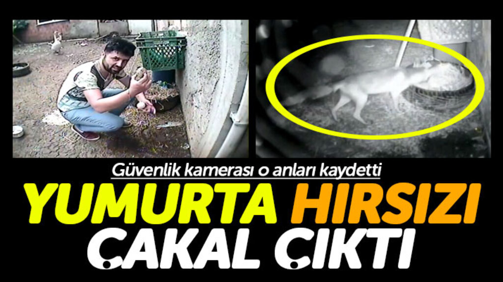Samsun'da kaz yumurtalarını çalan çakalı güvenlik kamerası görüntüledi