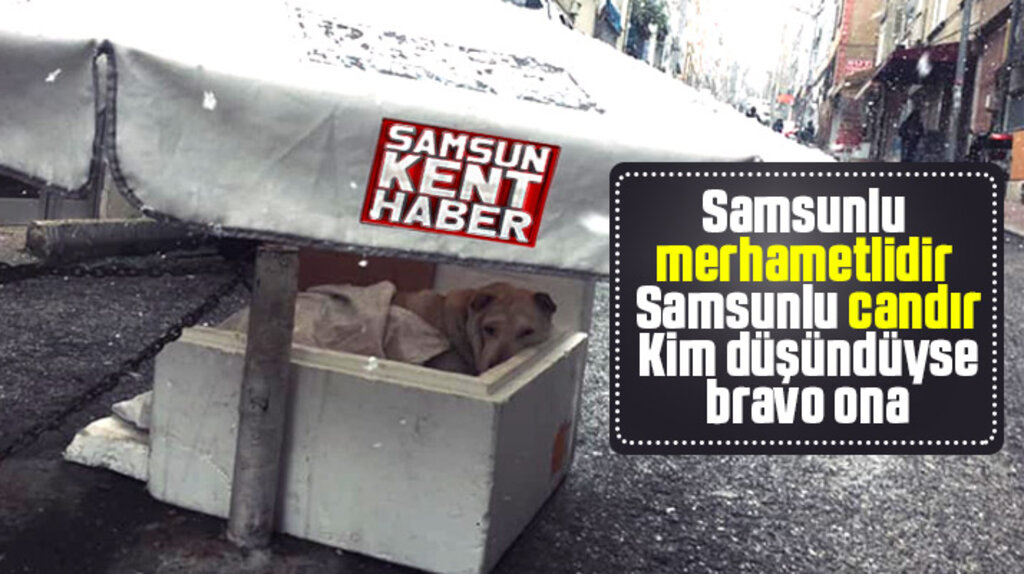 Samsun'a kar yağdı sokak köpeğini vatandaş soğuktan böyle korudu